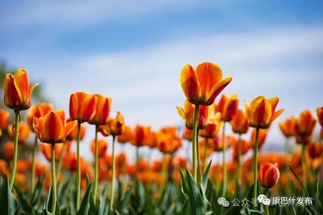 康巴什:且以诗意共远方 康巴什:且以诗意共远方