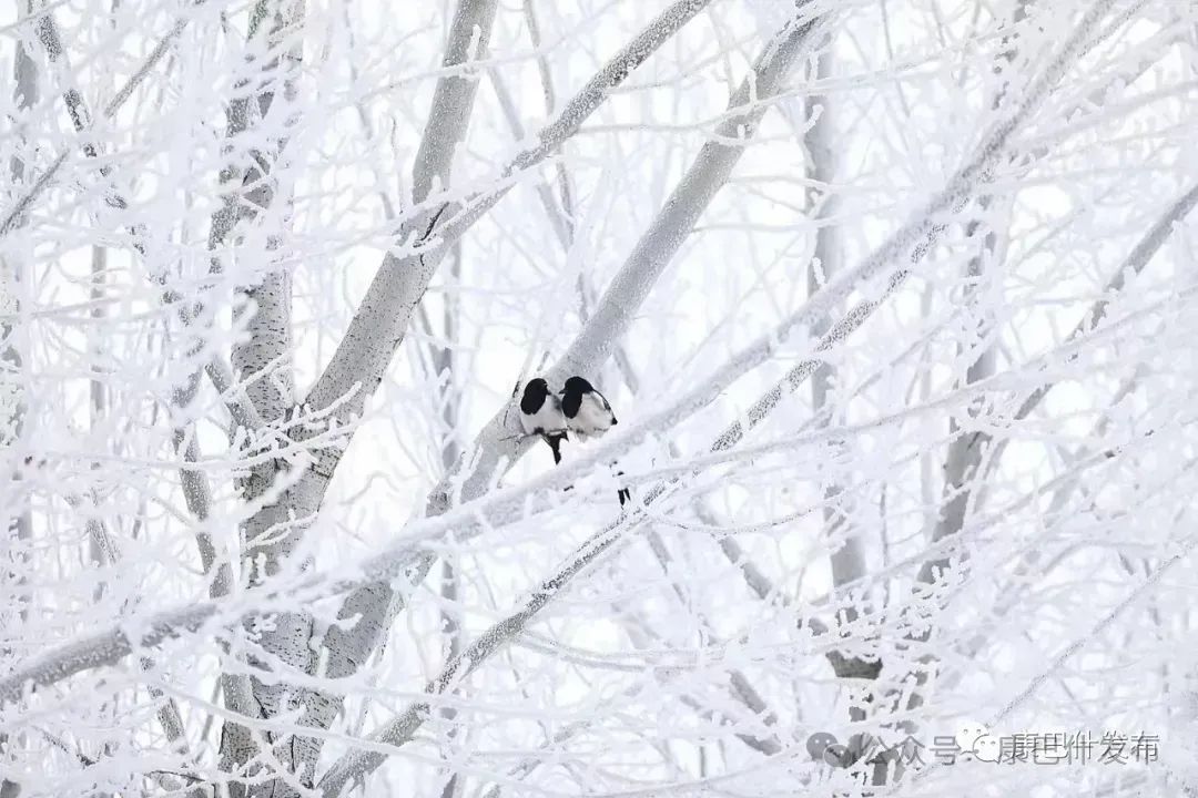 康巴什：且以诗意共远方
