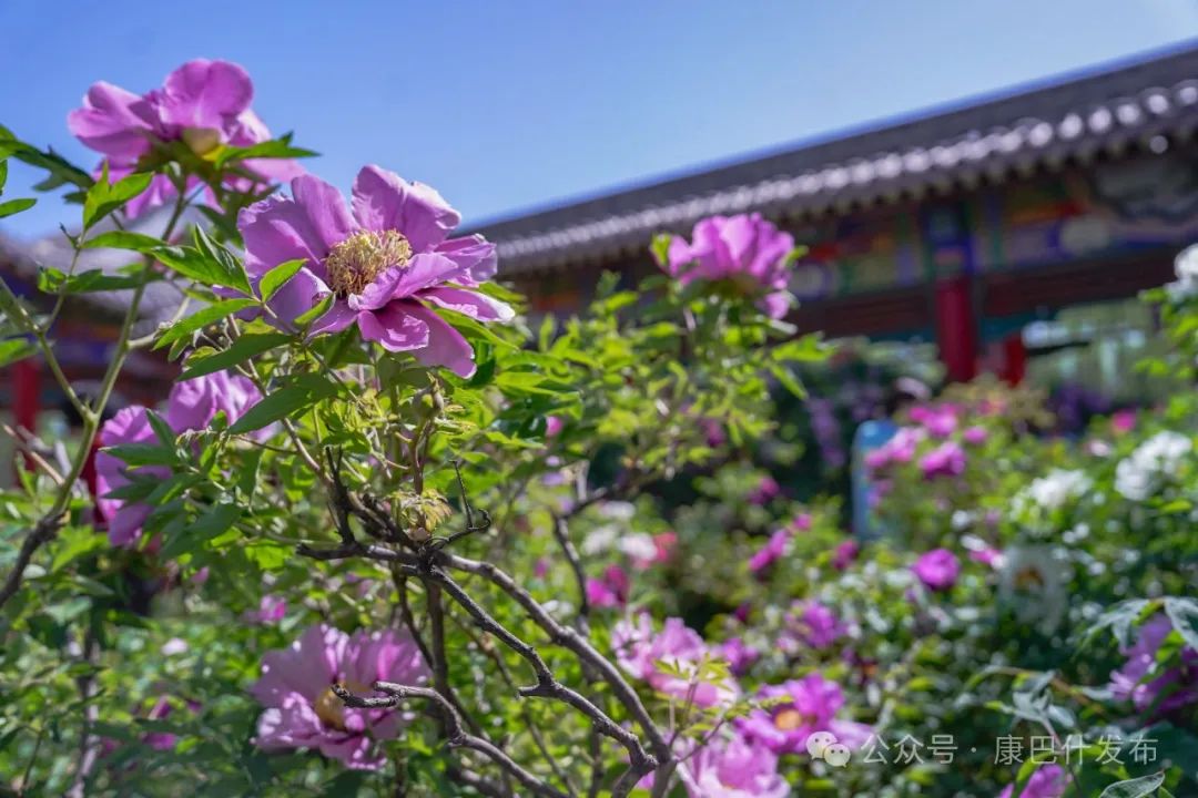 花海盛宴,游客沉醉“国色天香” 花海盛宴,游客沉醉“国色天香”