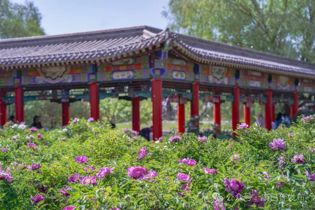 花海盛宴,游客沉醉“国色天香” 花海盛宴,游客沉醉“国色天香”