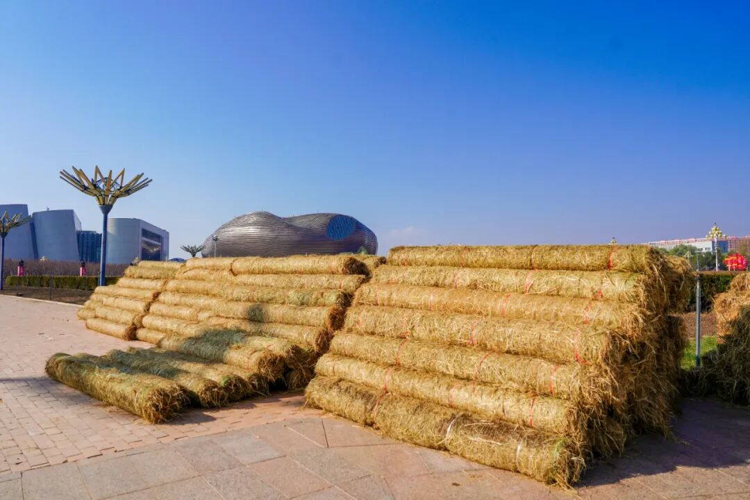康巴什绿植冬防“套餐”已就位 康巴什绿植冬防“套餐”已就位