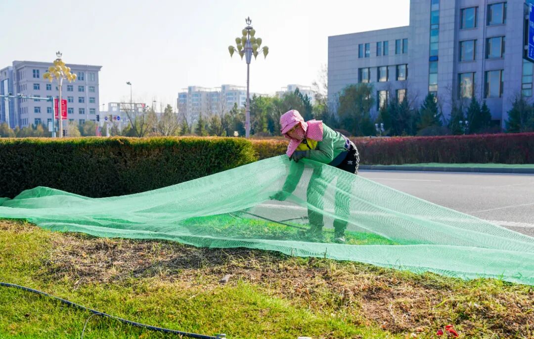 康巴什绿植冬防“套餐”已就位 康巴什绿植冬防“套餐”已就位